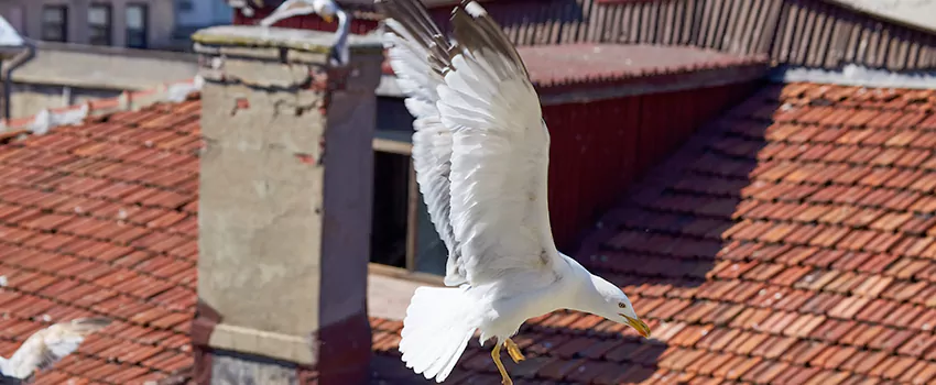 Residential Chimney Animal Removal Solution in Highlands Ranch, CO