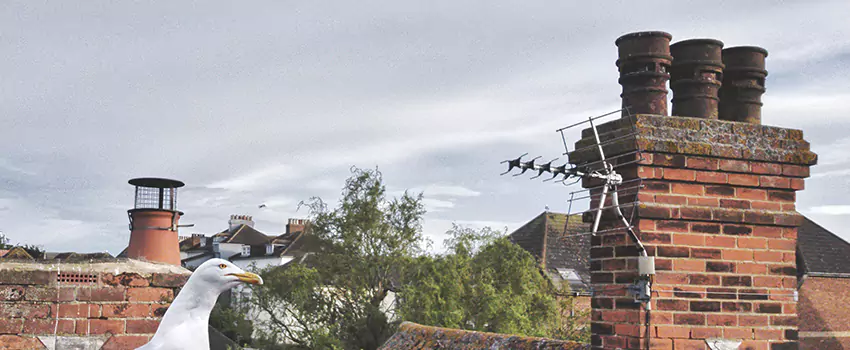 Chimney Cleaning And Restoration in Highlands Ranch, Colorado